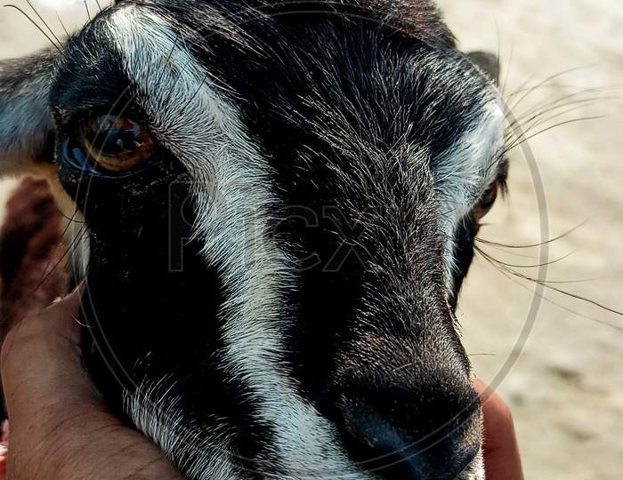 Beautiful goat