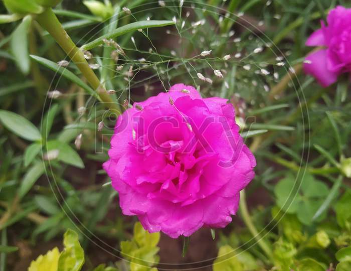 Pink Indian Flower,10' 0 clock flower