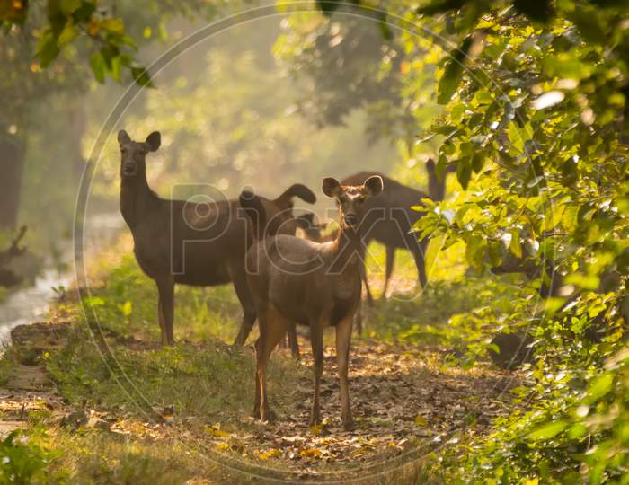 Herd Of Sambar Deers