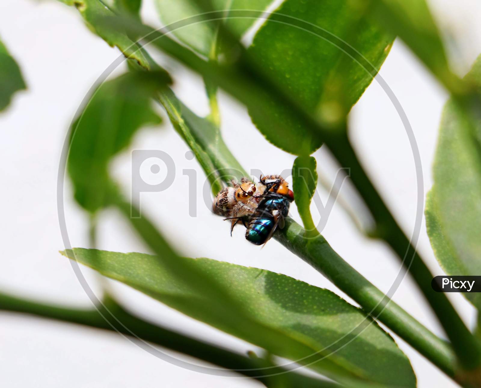 Jumping spider with fly