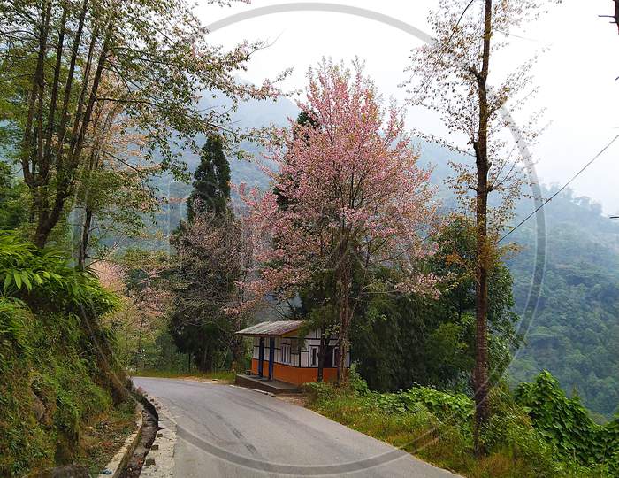 Cherry Tree with Flowers in Pelling