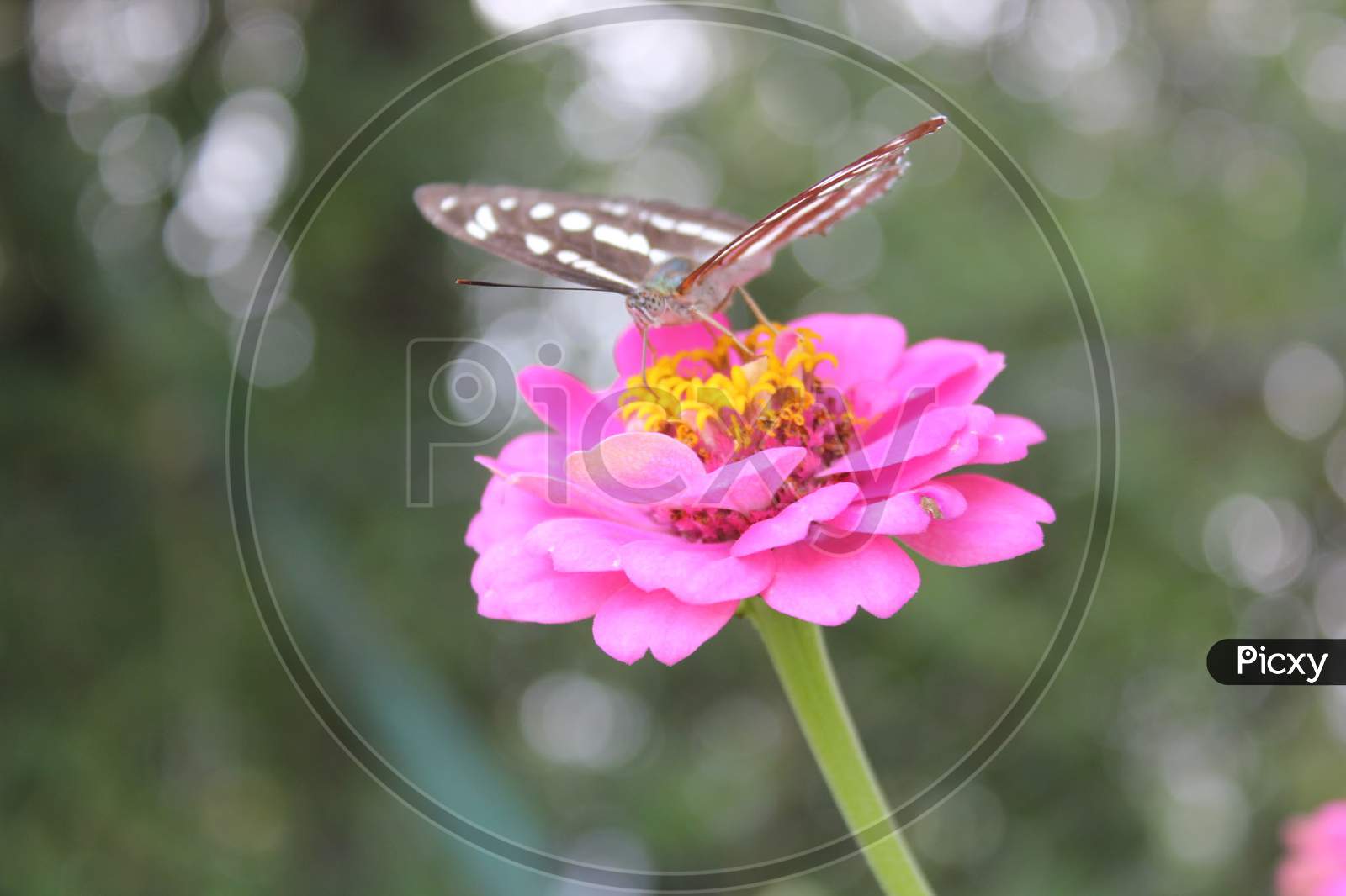 Butterfly and pink flower