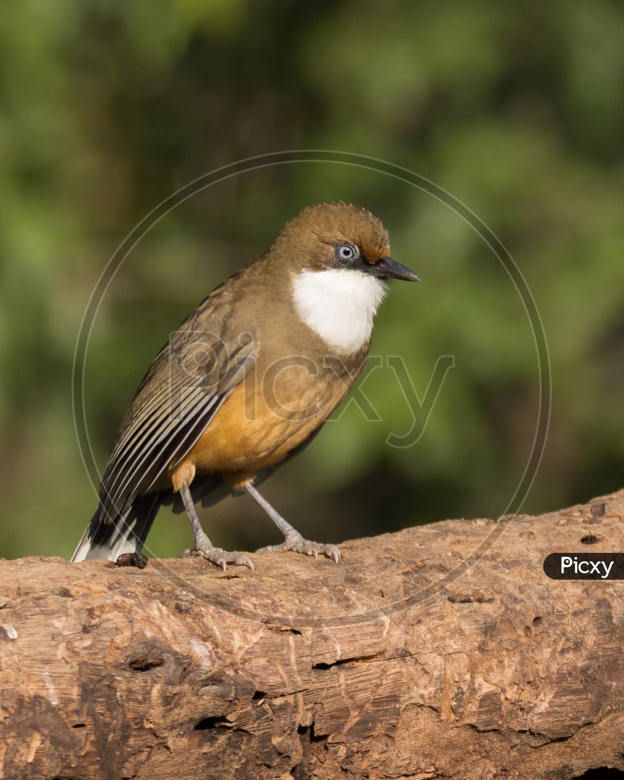 White-Throated Laughingthrush Perched On A Tree Log