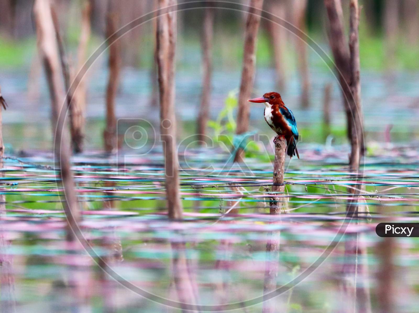 Kingfisher watching colorful web