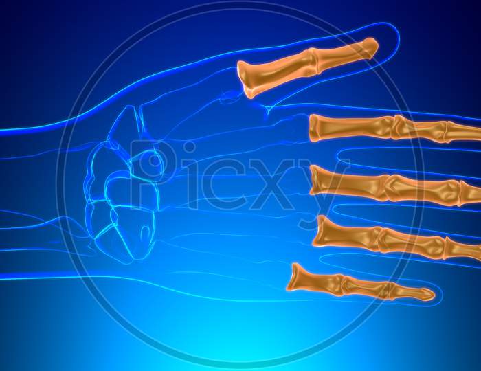 Human Skeleton Hand Phalanges Bone Anatomy For Medical Concept
