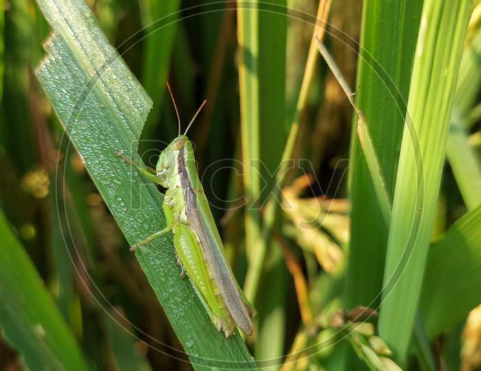 Grasshopper on rice grain plant