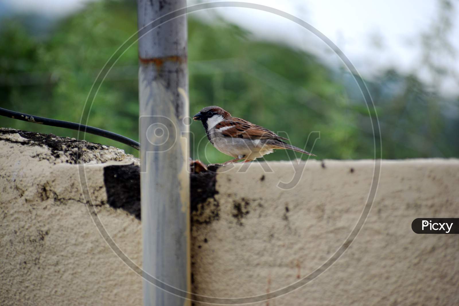 Indian Sparrow