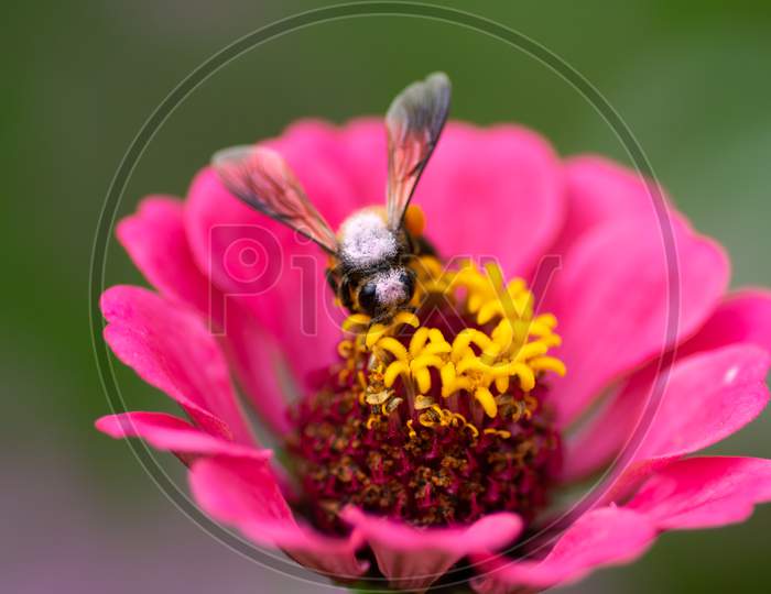 Honey Bee On A Pink Zinnia