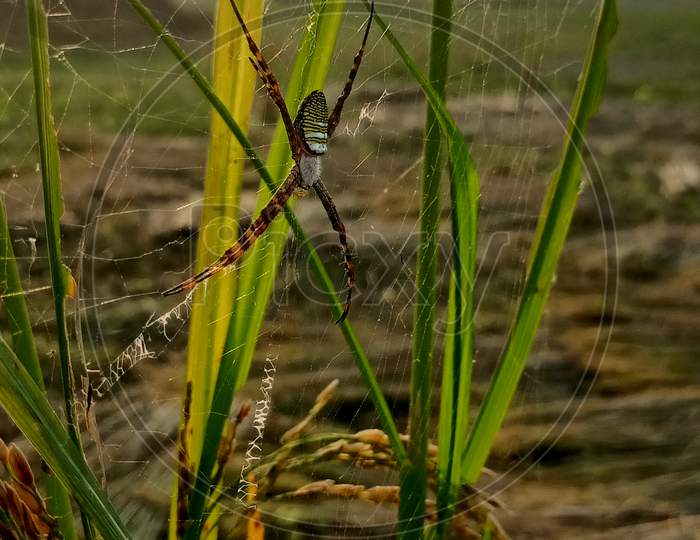 Spider in spiderweb