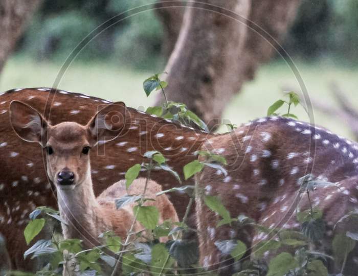 Deer at bandipur safari