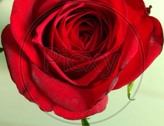 The more you love roses the more you must bear with thorns.” ...