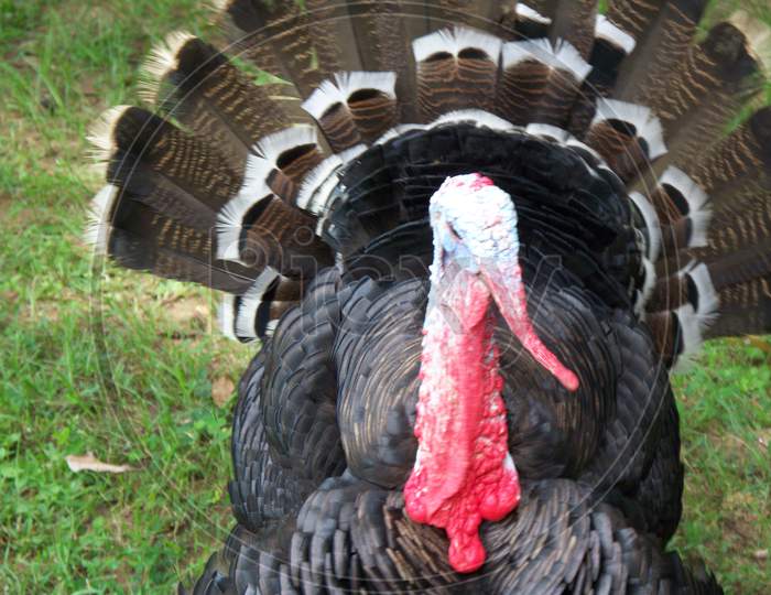 Turkey Hen