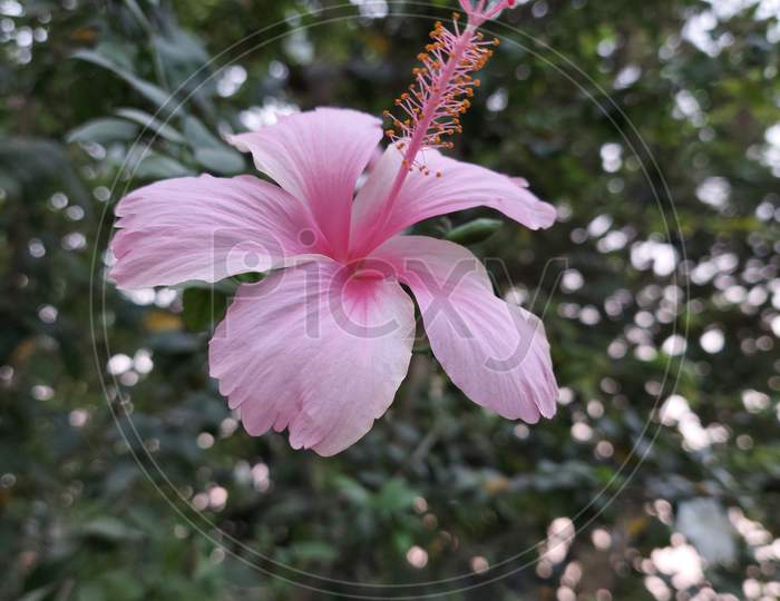 Pink hibiscus ( Gulabi Arhul)