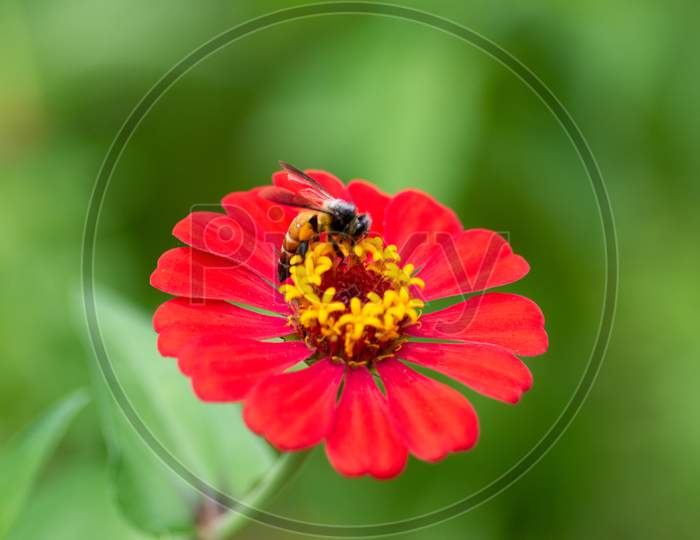 Honey Bee On A Red Zinnia