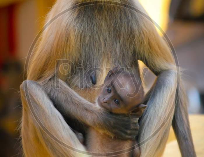 monkey mother love with fun