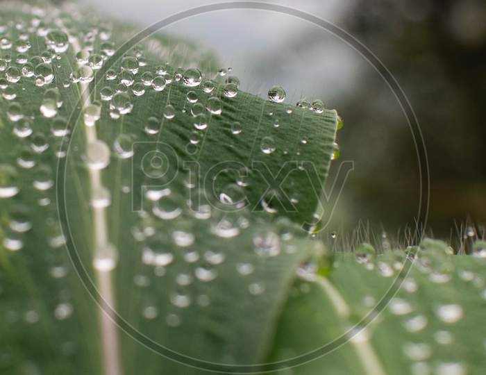 Dew drops on a leaf