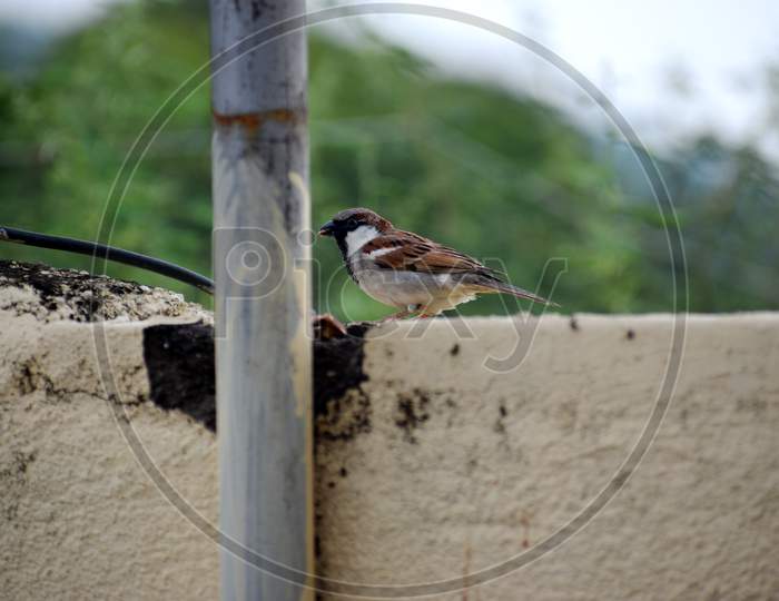 Indian Sparrow