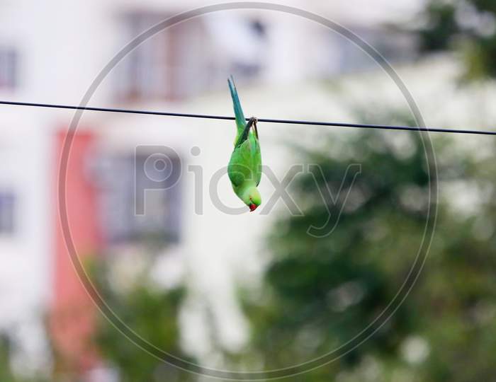 parrot enjoying swing
