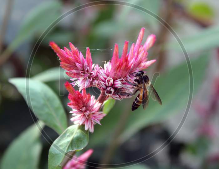 Honeybee on beautiful flowers