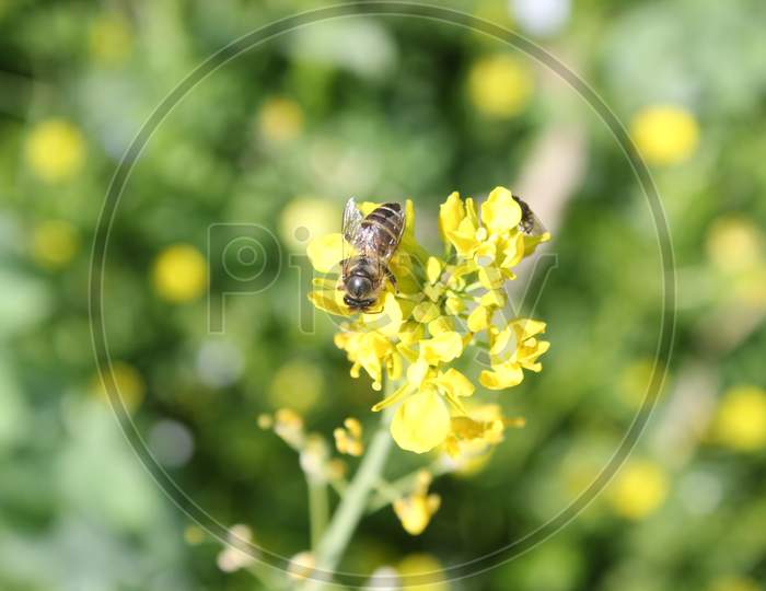 Honeybee on mustered flower