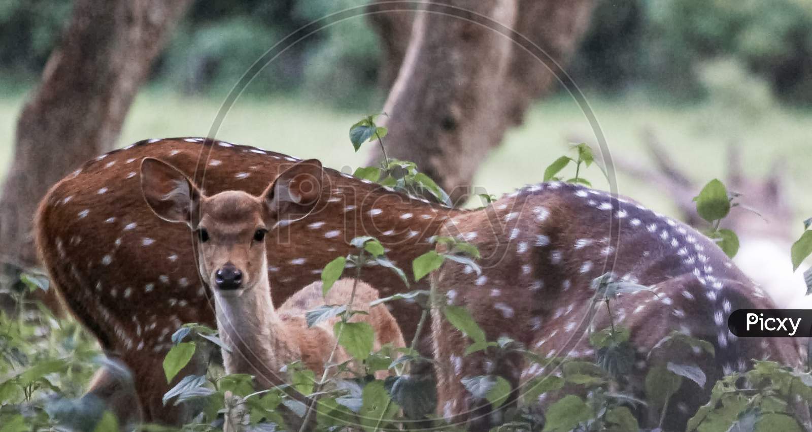 Deer at bandipur safari