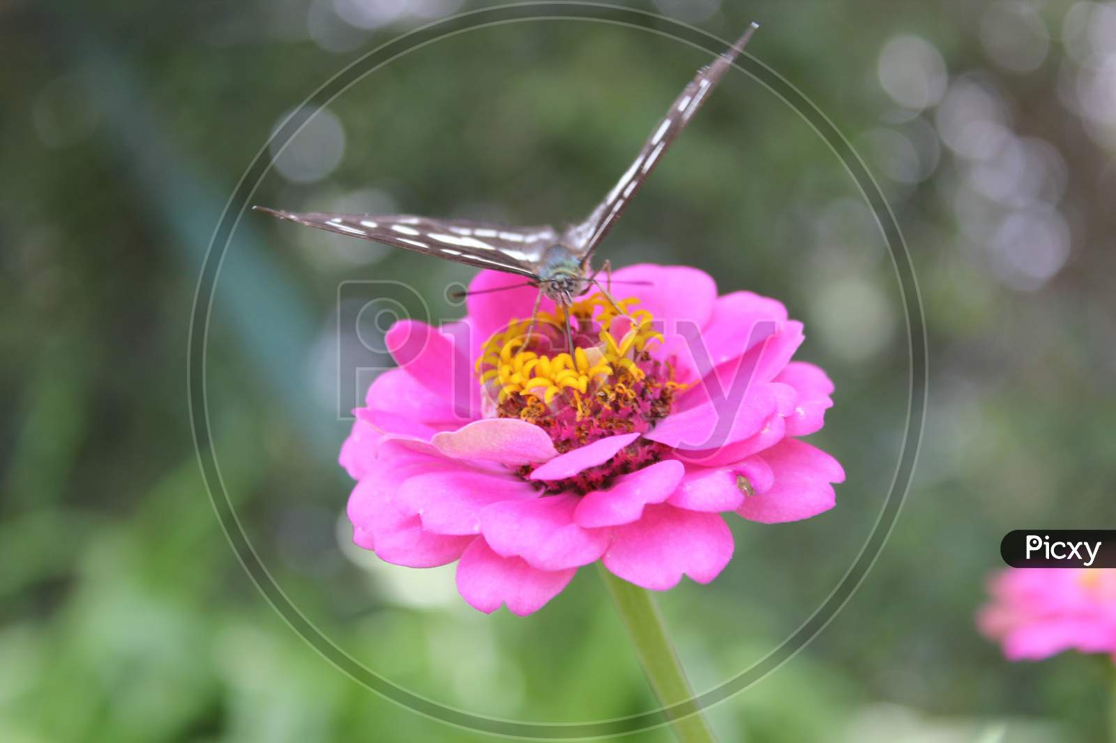 Butterfly and pink flowering
