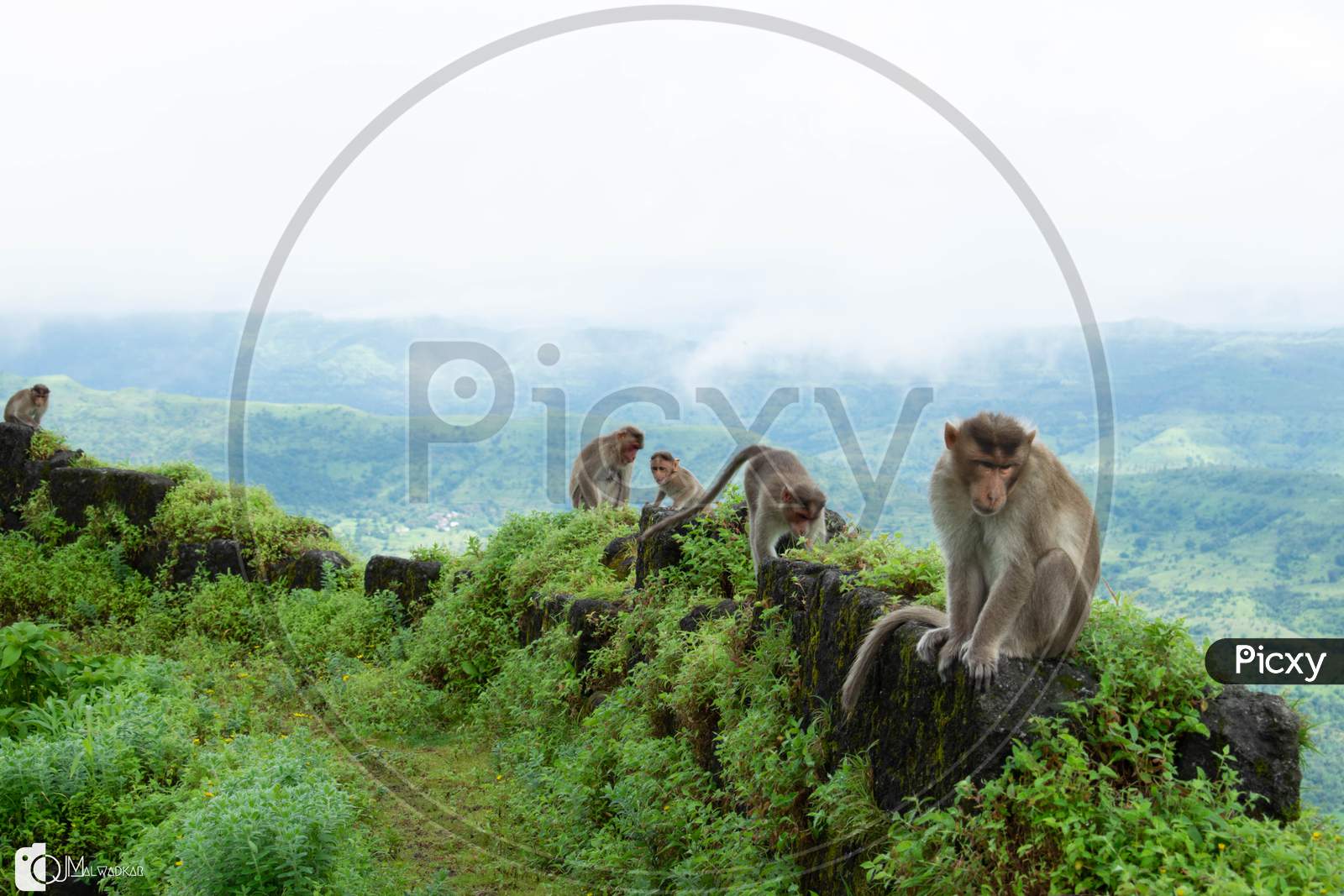 Monkeys on top of a mountain