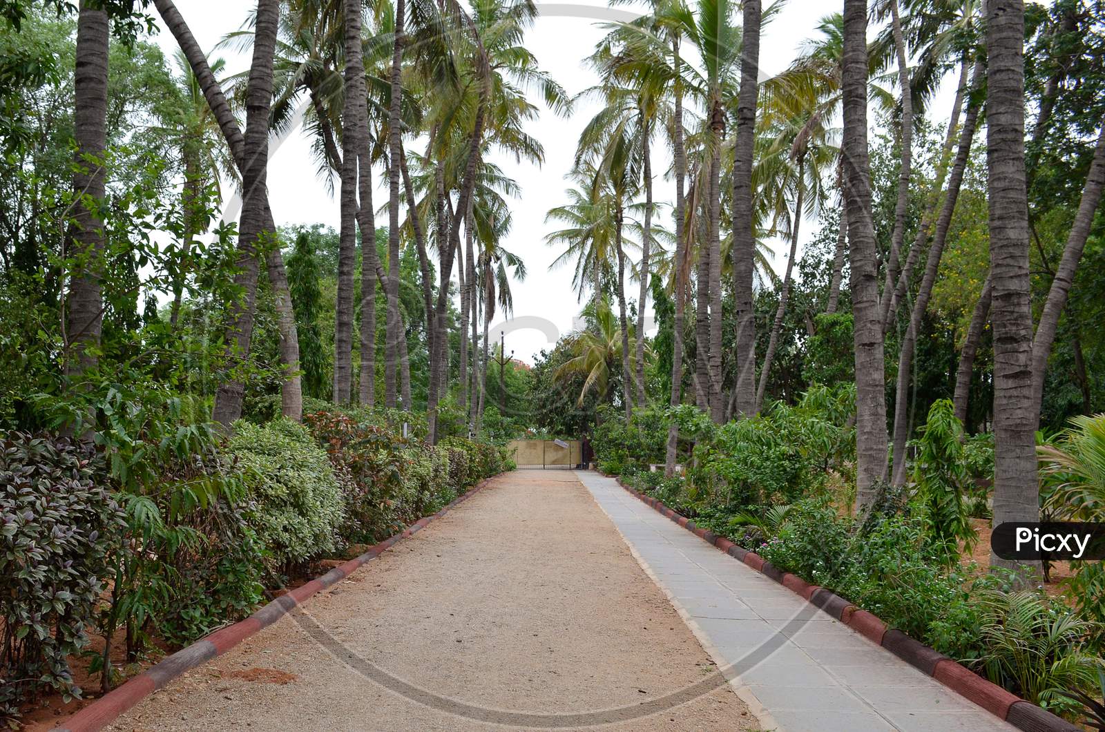 Pathway With Palm Trees