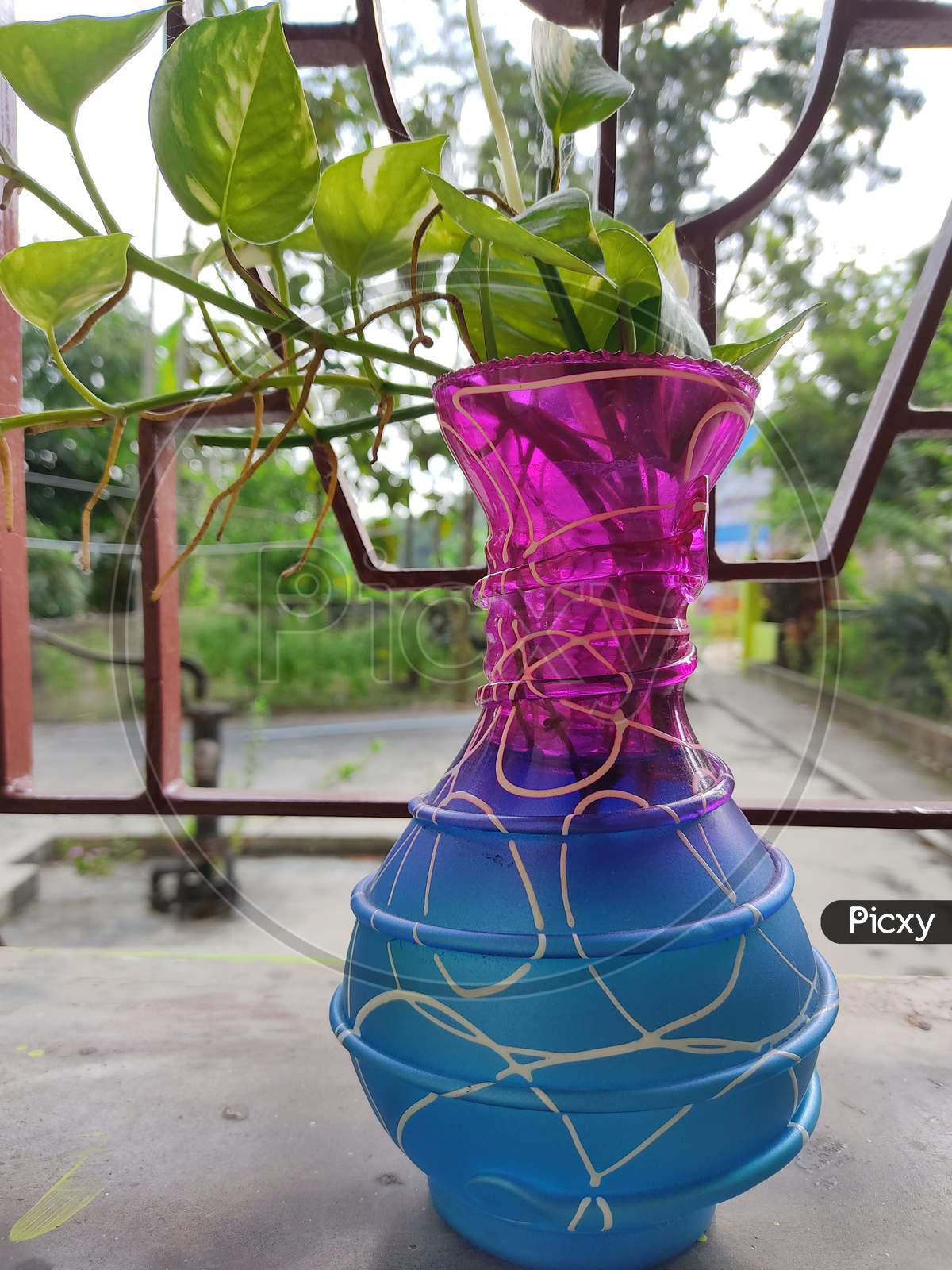 Beautiful Money plant Vase
