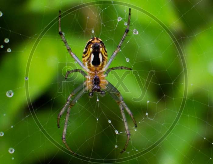 Spider web After rain