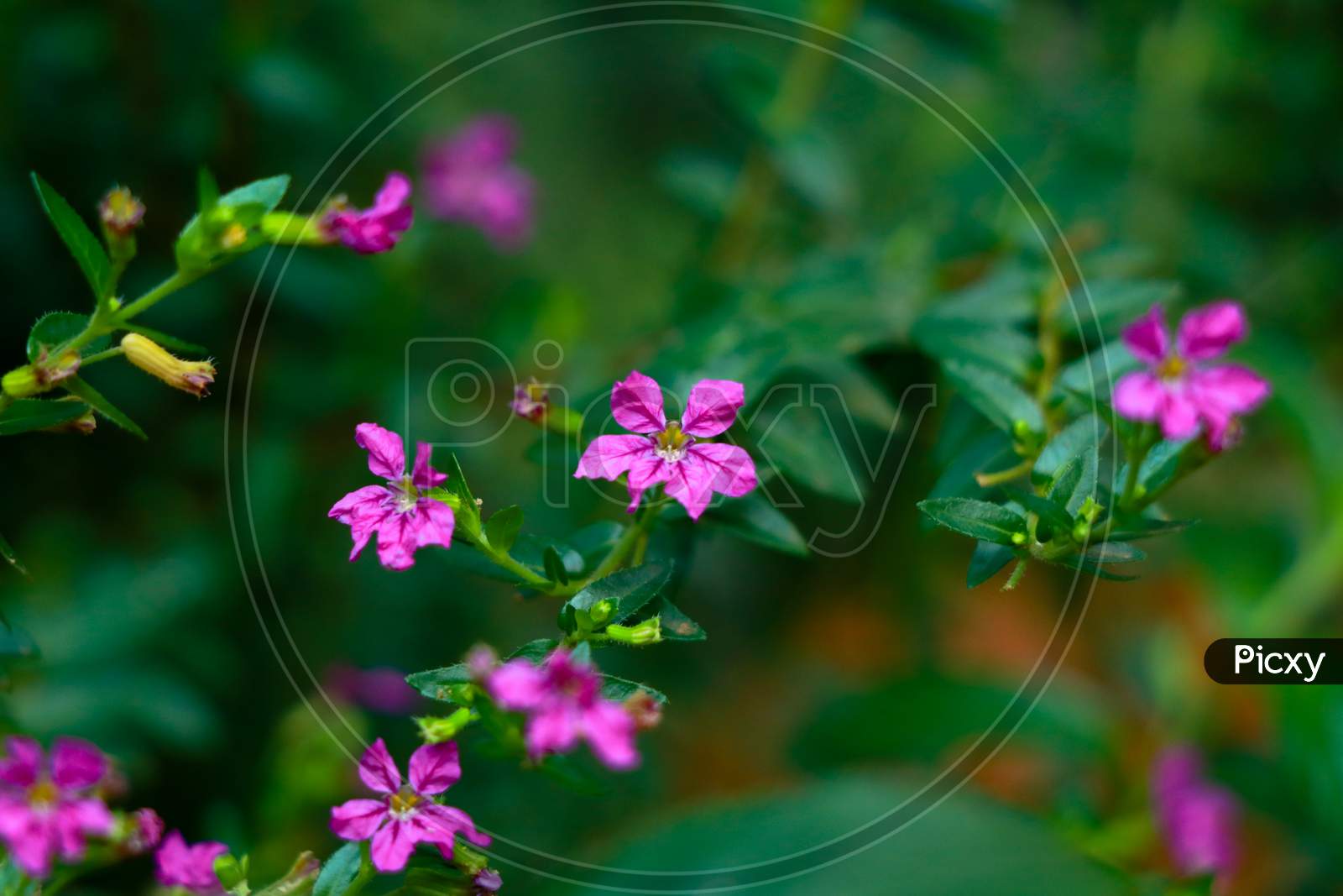 Image Of Tiny Pink Color Flower A