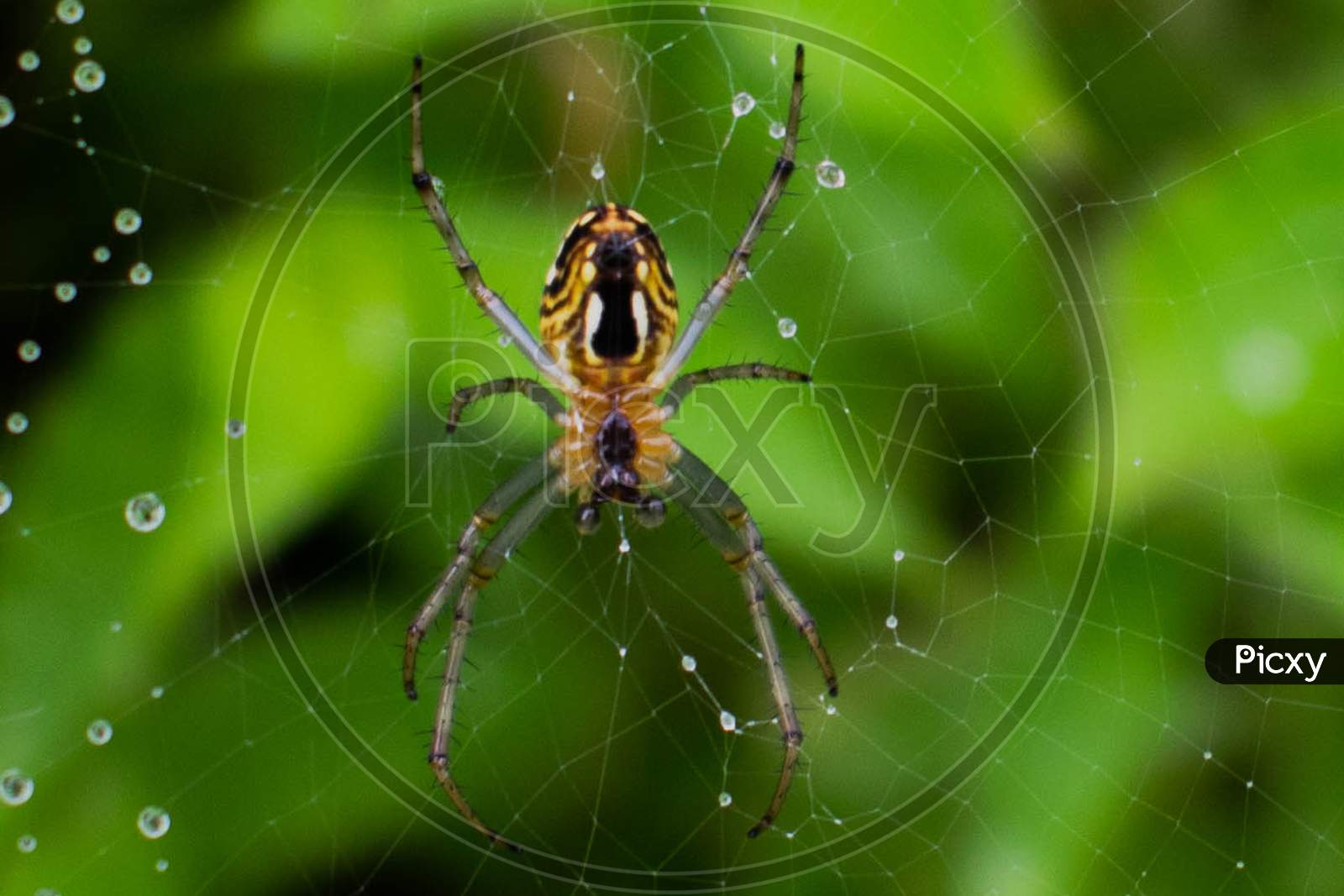 Spider web After rain
