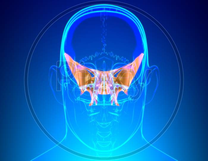 Human Skeleton Skull Sphenoid Bone Anatomy For Medical Concept