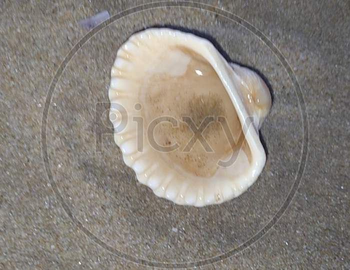 sea shell photo 2020