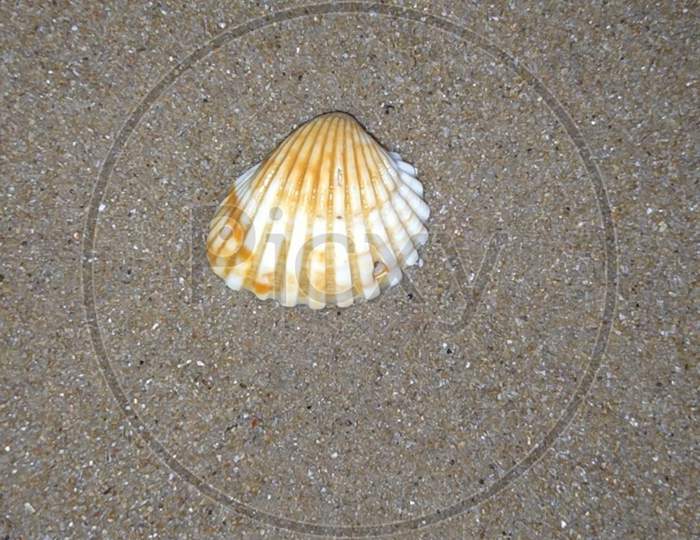 sea shell photo on puri beach 2020