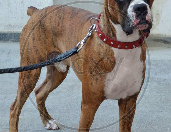 Boxer Breed Dog