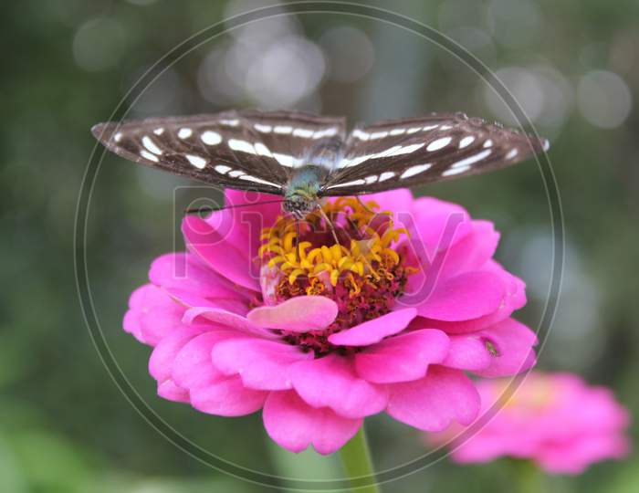 Butterfly and flower