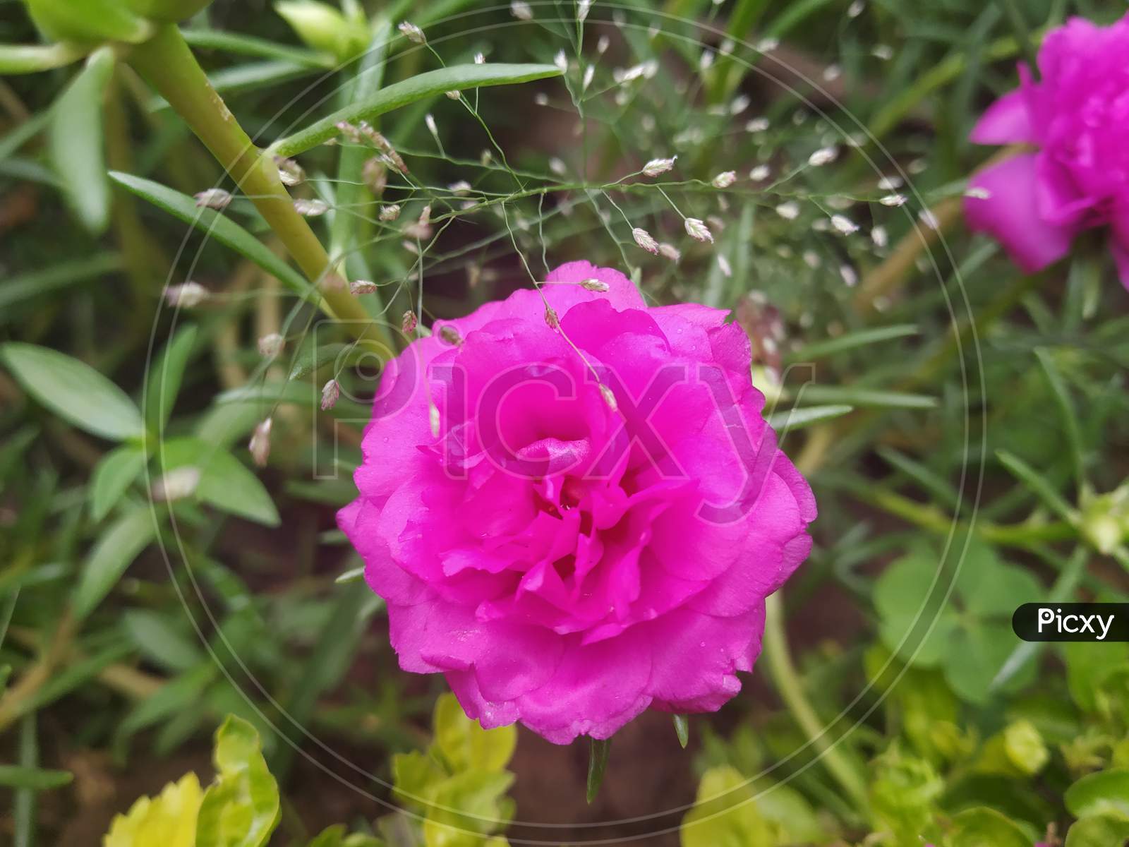 Pink Indian Flower,10' 0 clock flower