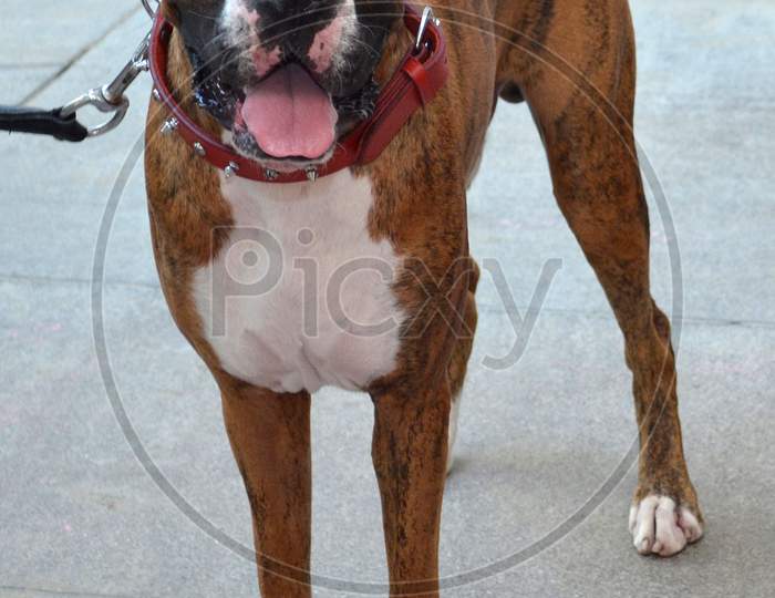 Boxer Breed Dog