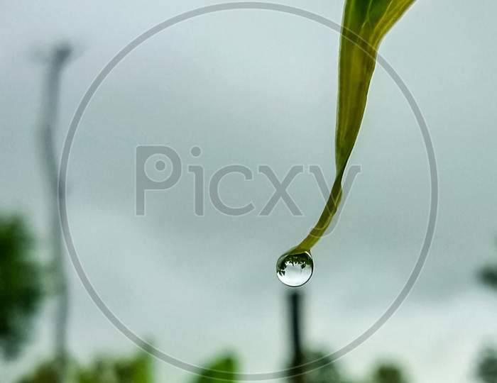 A drop of water hanging from a leaf