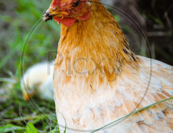 Lonely Mature Male Chicken
