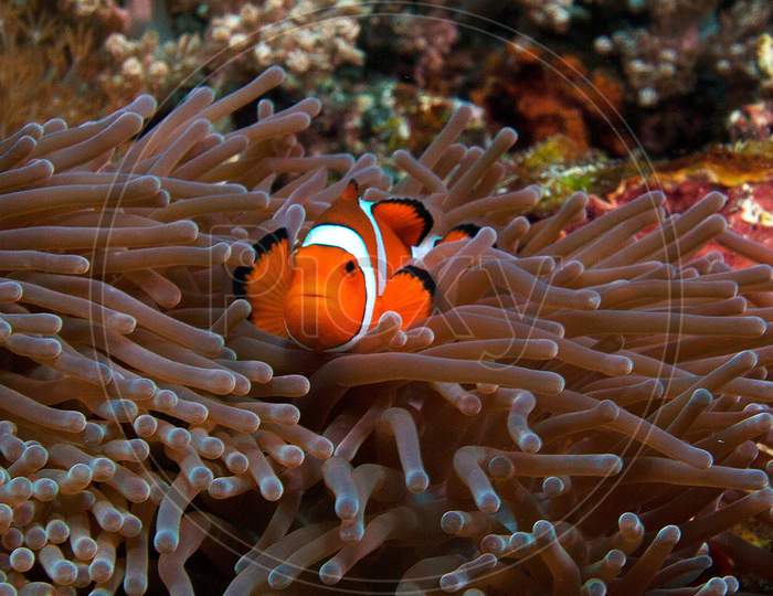 Underwater pictures Around the world