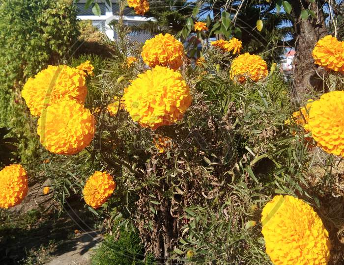 The very beautiful marigold flowers.