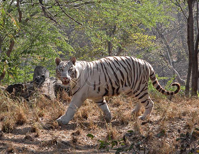 White Tiger In Hyderabad Zoo