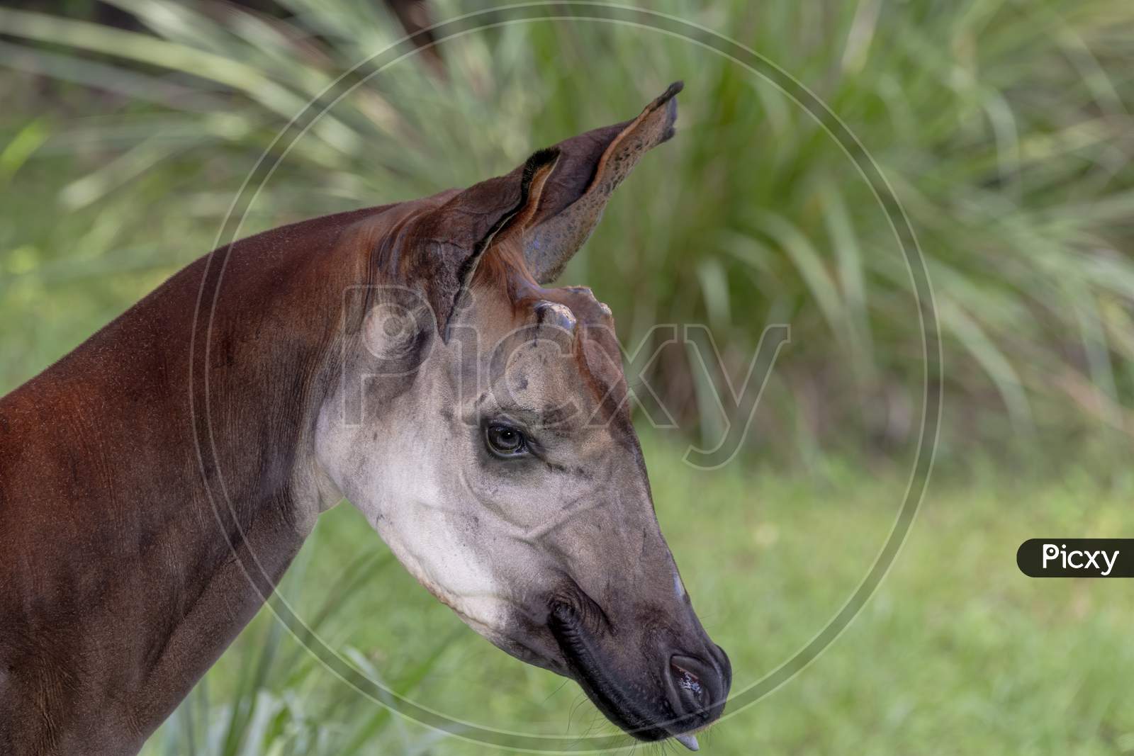Close up of a endangered Okapi with out horns