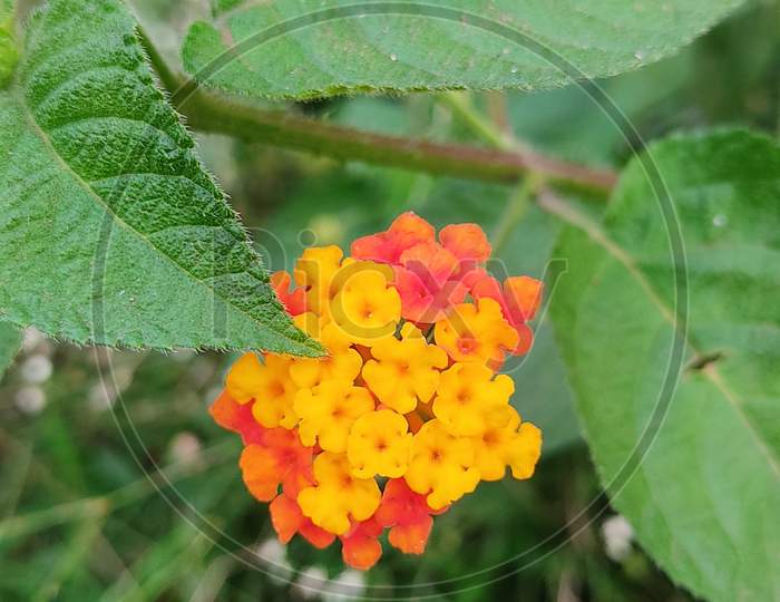 This Is Image Of Lantana Urticoides. Which is captured from Closeup
