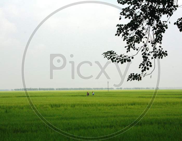 Fields of Bengal