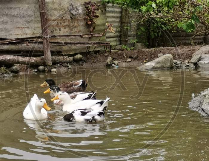 duck family 2