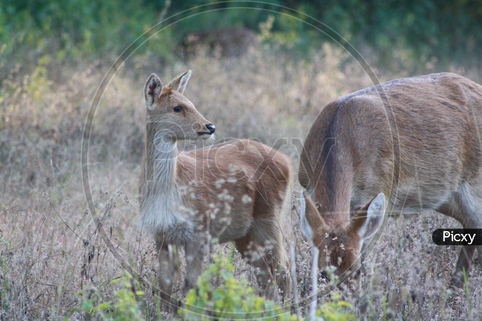 Deers in Kanha