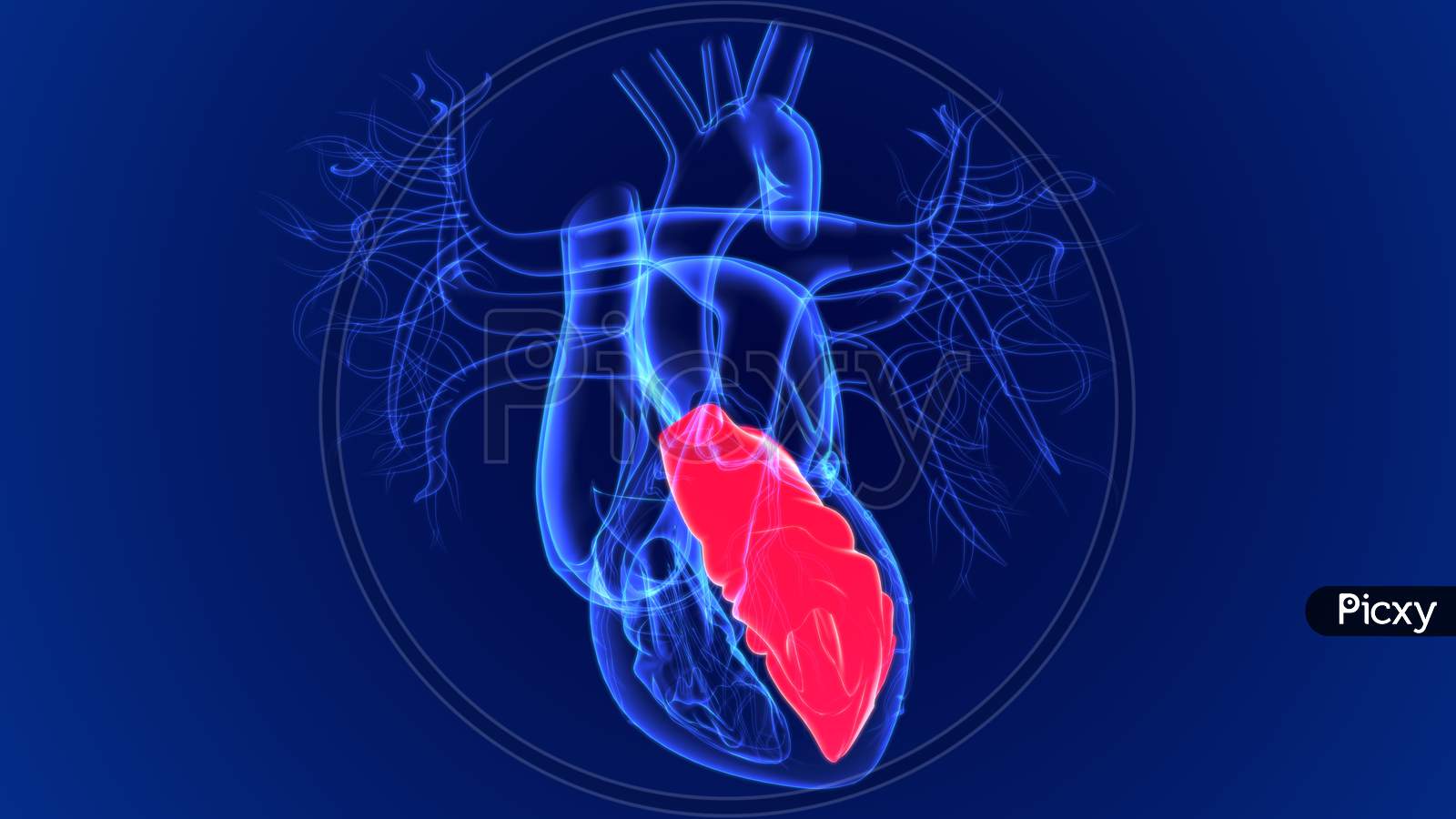 Image of 3D Illustration Human Heart Left Ventricle For Medical Concept ...